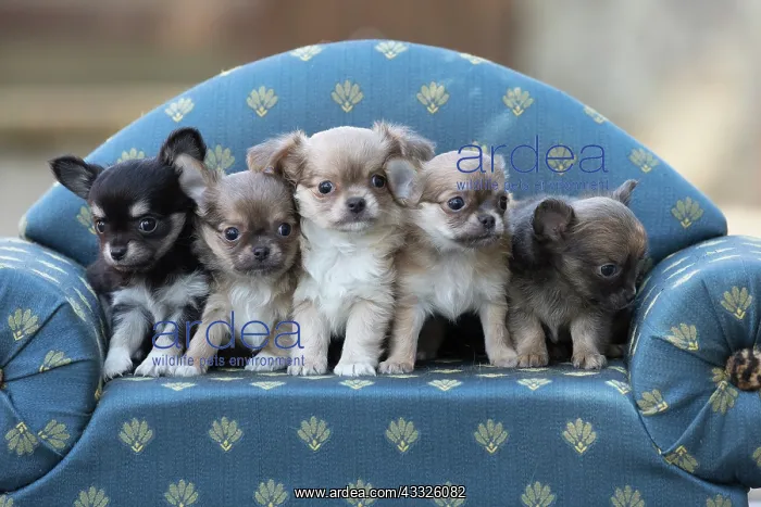 : 80201658 Dog - Chihuahua puppies Jean-Michel Labat : 80201658 Dog - Chihuahua puppies Jean-Michel Labat