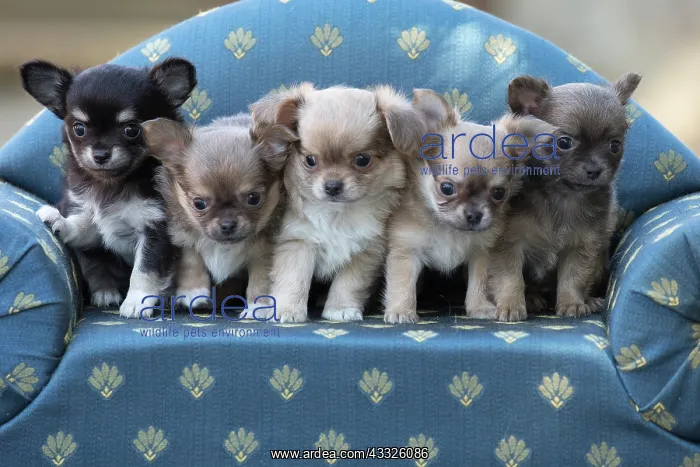 : 80201659 Dog - Chihuahua puppies Jean-Michel Labat : 80201659 Dog - Chihuahua puppies Jean-Michel Labat