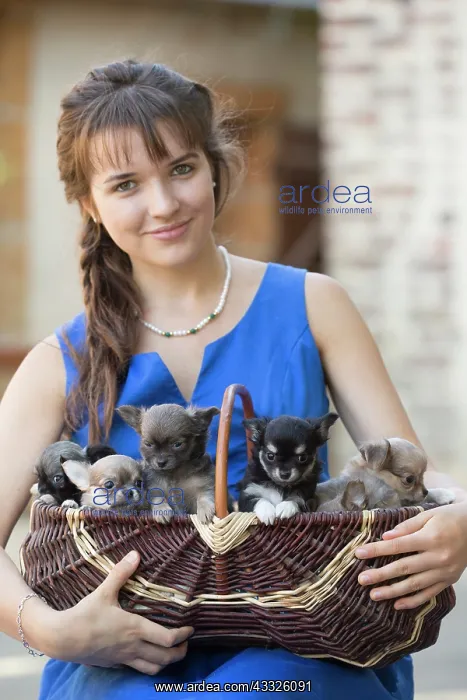 : 80201660 Dog - Chihuahua puppies in basket with : 80201660 Dog - Chihuahua puppies in basket with