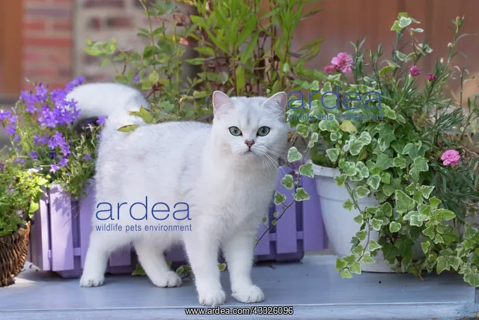 : 80201661 Cat - British Shorthair Jean-Michel Labat : 80201661 Cat - British Shorthair Jean-Michel Labat