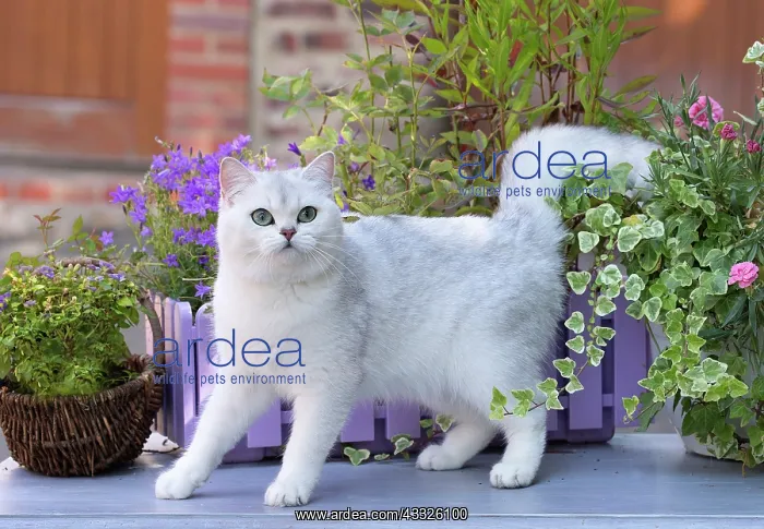 : 80201662 Cat - British Shorthair Jean-Michel Labat : 80201662 Cat - British Shorthair Jean-Michel Labat
