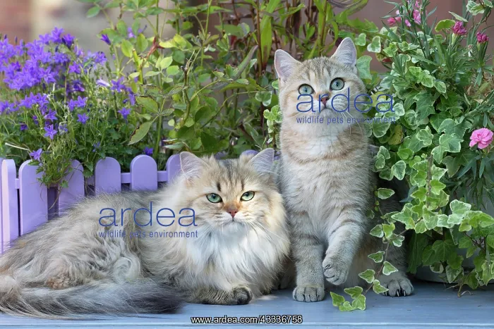 : 80201663 Cat - British Shorthair and British Longhair : 80201663 Cat - British Shorthair and British Longhair