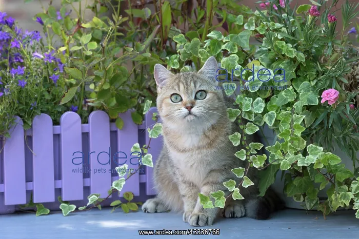 : 80201664 Cat - British Shorthair Jean-Michel Labat : 80201664 Cat - British Shorthair Jean-Michel Labat