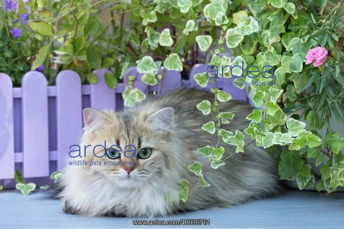 : 80201665 Cat - British Longhair Jean-Michel Labat : 80201665 Cat - British Longhair Jean-Michel Labat