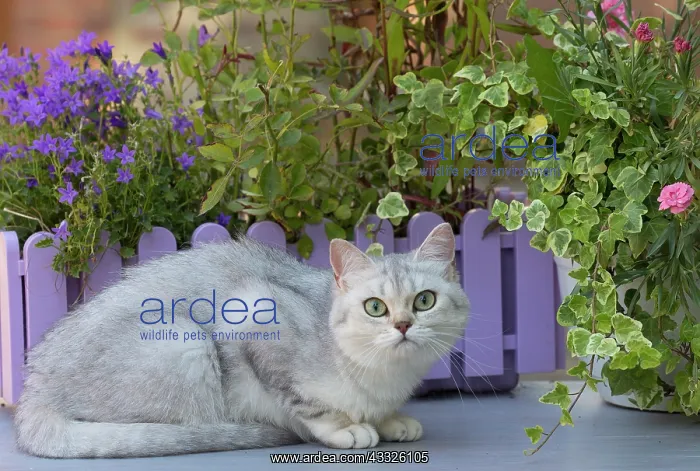 : 80201666 Cat - British Shorthair Jean-Michel Labat : 80201666 Cat - British Shorthair Jean-Michel Labat