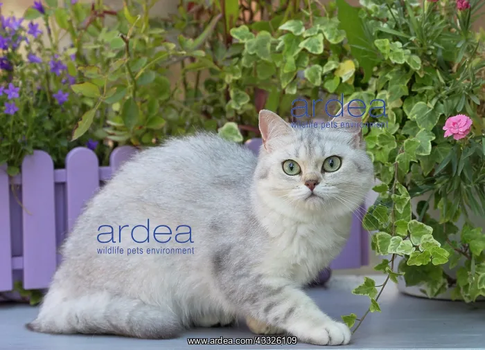 : 80201667 Cat - British Shorthair Jean-Michel Labat : 80201667 Cat - British Shorthair Jean-Michel Labat