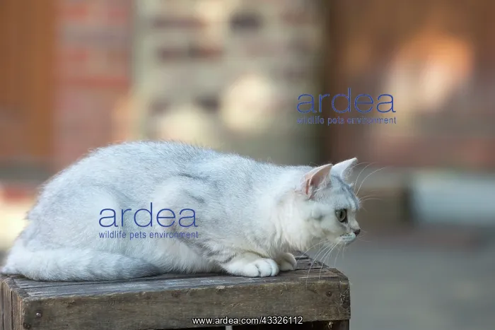 : 80201668 Cat - British Shorthair Jean-Michel Labat : 80201668 Cat - British Shorthair Jean-Michel Labat