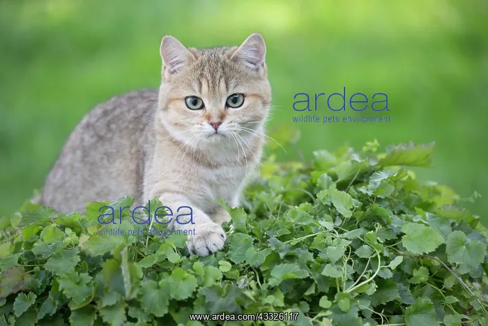 : 80201669 Cat - British Shorthair Jean-Michel Labat : 80201669 Cat - British Shorthair Jean-Michel Labat