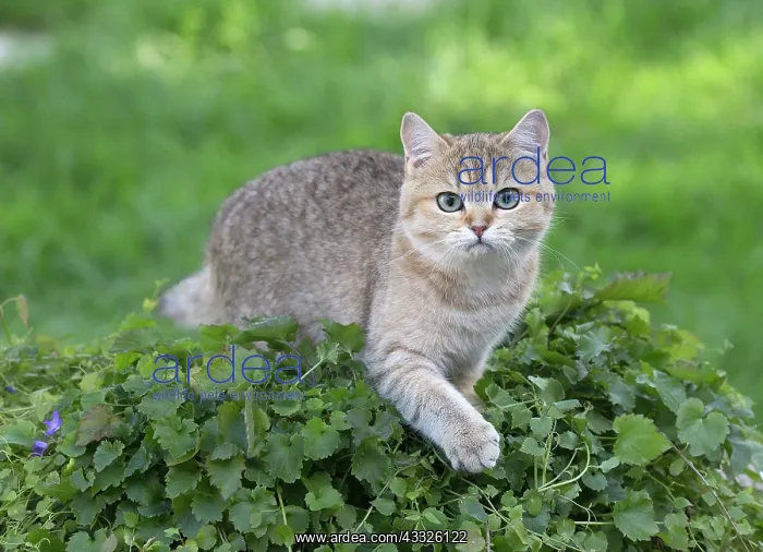 : 80201670 Cat - British Shorthair Jean-Michel Labat : 80201670 Cat - British Shorthair Jean-Michel Labat