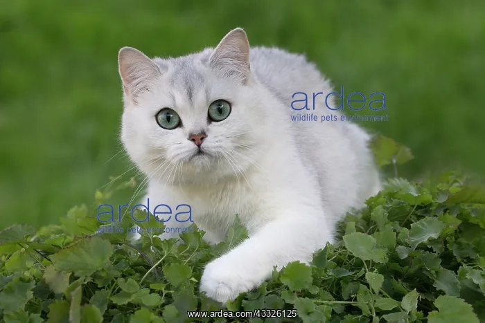 : 80201671 Cat - British Shorthair Jean-Michel Labat : 80201671 Cat - British Shorthair Jean-Michel Labat