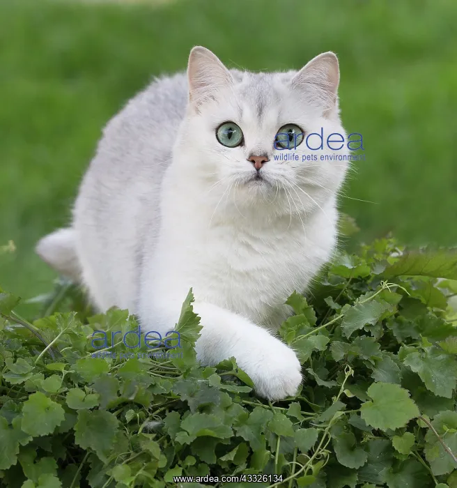 : 80201673 Cat - British Shorthair Jean-Michel Labat : 80201673 Cat - British Shorthair Jean-Michel Labat