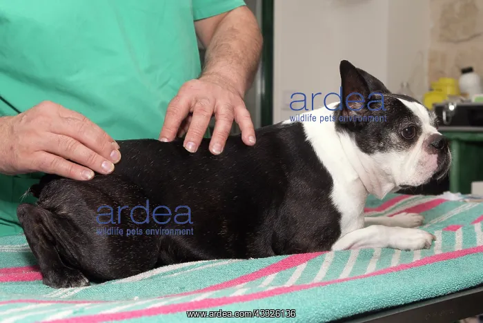 : 80201674 Dog - Boston Terrier with vet Jean-Michel : 80201674 Dog - Boston Terrier with vet Jean-Michel