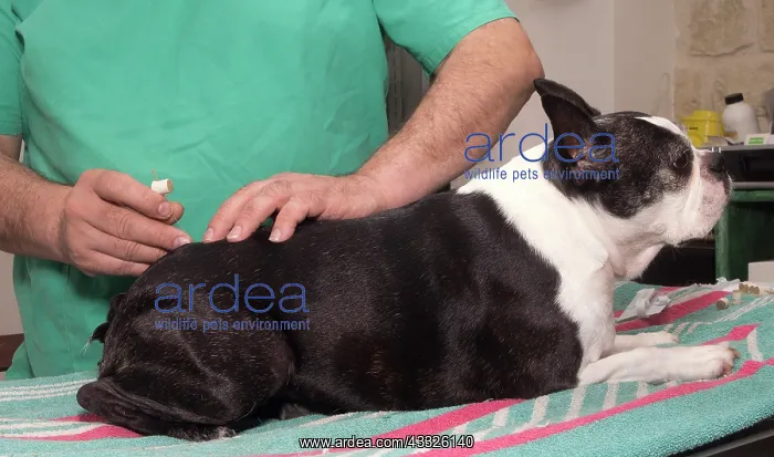 : 80201675 Dog - Boston Terrier with vet Jean-Michel : 80201675 Dog - Boston Terrier with vet Jean-Michel