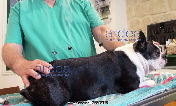 : 80201676 Dog - Boston Terrier with vet Jean-Michel : 80201676 Dog - Boston Terrier with vet Jean-Michel