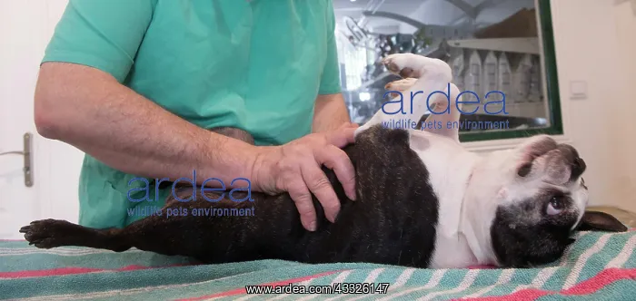 : 80201677 Dog - Boston Terrier with vet Jean-Michel : 80201677 Dog - Boston Terrier with vet Jean-Michel