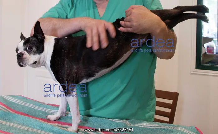 : 80201678 Dog - Boston Terrier with vet Jean-Michel : 80201678 Dog - Boston Terrier with vet Jean-Michel