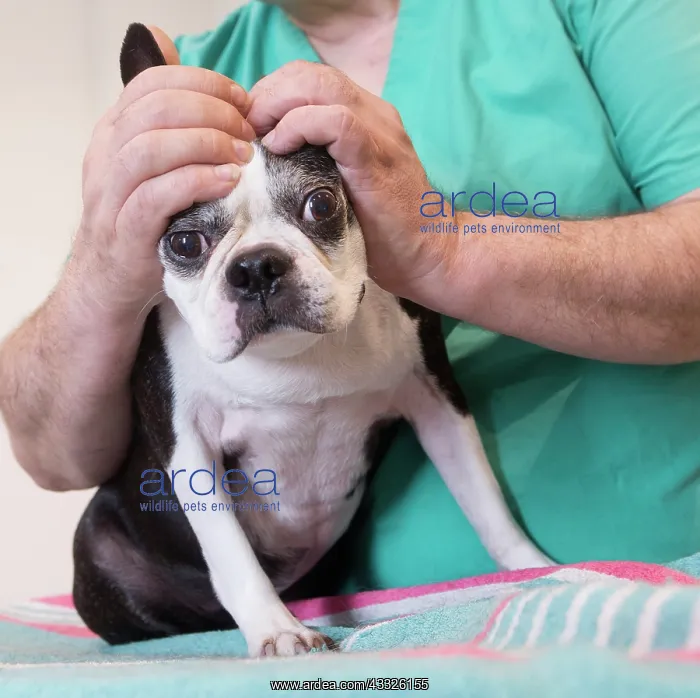 : 80201679 Dog - Boston Terrier with vet Jean-Michel : 80201679 Dog - Boston Terrier with vet Jean-Michel