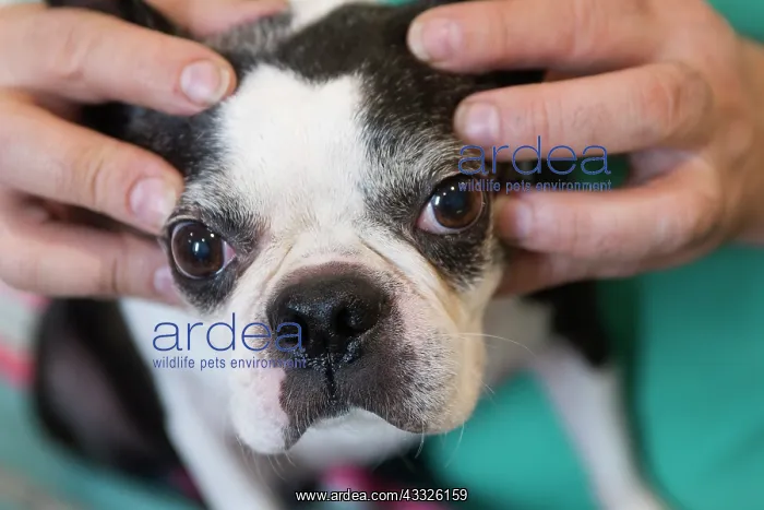 : 80201680 Dog - Boston Terrier with vet Jean-Michel : 80201680 Dog - Boston Terrier with vet Jean-Michel