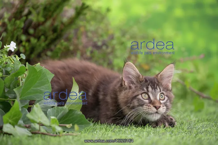 : 80201681 Cat - Maine Coon kitten Jean-Michel Labat : 80201681 Cat - Maine Coon kitten Jean-Michel Labat