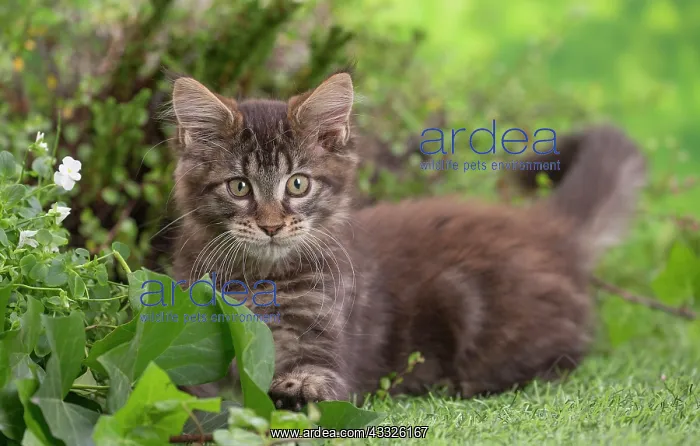 : 80201682 Cat - Maine Coon kitten Jean-Michel Labat : 80201682 Cat - Maine Coon kitten Jean-Michel Labat