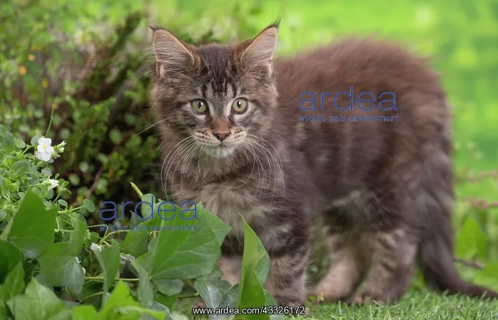 : 80201683 Cat - Maine Coon kitten Jean-Michel Labat : 80201683 Cat - Maine Coon kitten Jean-Michel Labat