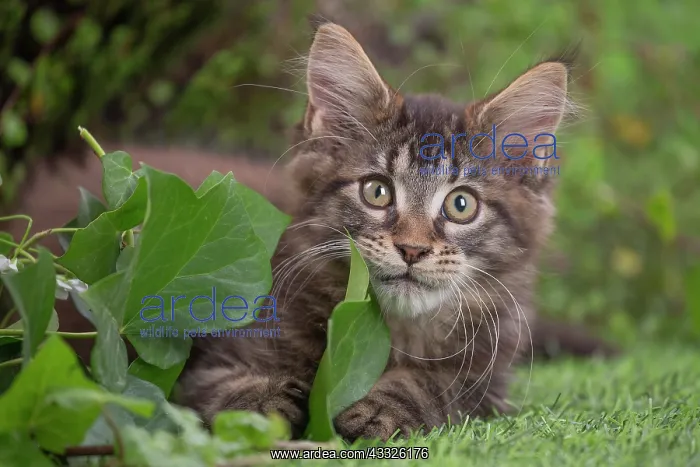 : 80201684 Cat - Maine Coon kitten Jean-Michel Labat : 80201684 Cat - Maine Coon kitten Jean-Michel Labat