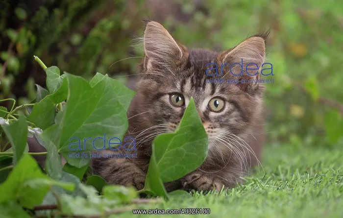 : 80201685 Cat - Maine Coon kitten Jean-Michel Labat : 80201685 Cat - Maine Coon kitten Jean-Michel Labat