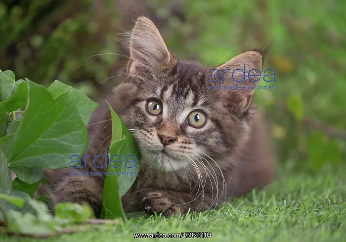 : 80201686 Cat - Maine Coon kitten Jean-Michel Labat : 80201686 Cat - Maine Coon kitten Jean-Michel Labat