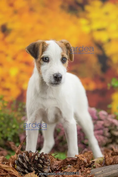 : 80201731 Dog - Jack Russell puppy Jean-Michel Labat : 80201731 Dog - Jack Russell puppy Jean-Michel Labat