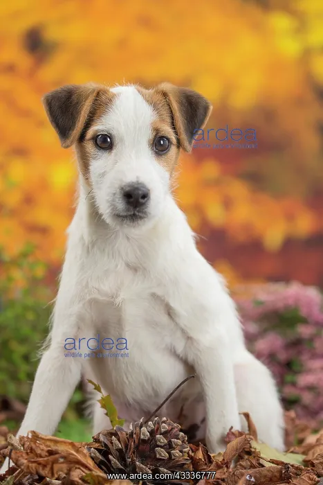 : 80201732 Dog - Jack Russell puppy Jean-Michel Labat : 80201732 Dog - Jack Russell puppy Jean-Michel Labat