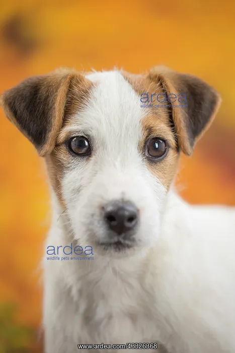  : 80201733 Dog - Jack Russell puppy Jean-Michel Labat