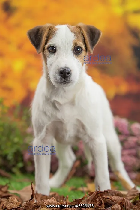 : 80201734 Dog - Jack Russell puppy Jean-Michel Labat : 80201734 Dog - Jack Russell puppy Jean-Michel Labat