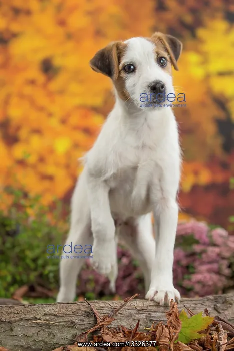 : 80201735 Dog - Jack Russell puppy Jean-Michel Labat : 80201735 Dog - Jack Russell puppy Jean-Michel Labat