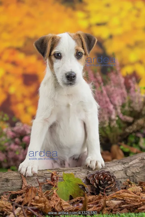 : 80201736 Dog - Jack Russell puppy Jean-Michel Labat : 80201736 Dog - Jack Russell puppy Jean-Michel Labat