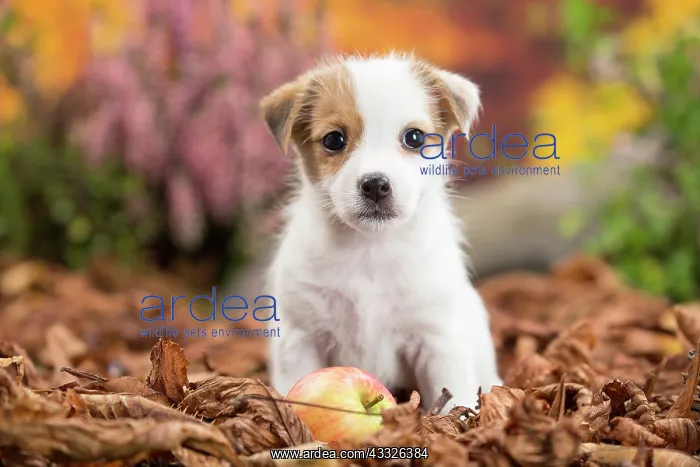 : 80201737 Dog - Jack Russell puppy Jean-Michel Labat : 80201737 Dog - Jack Russell puppy Jean-Michel Labat