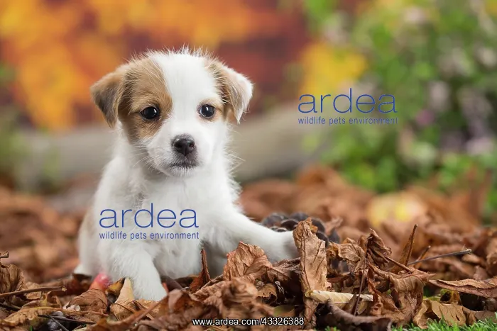  : 80201738 Dog - Jack Russell puppy Jean-Michel Labat