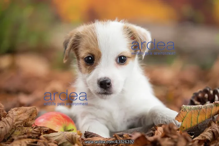 : 80201739 Dog - Jack Russell puppy Jean-Michel Labat : 80201739 Dog - Jack Russell puppy Jean-Michel Labat
