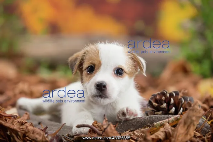 : 80201740 Dog - Jack Russell puppy Jean-Michel Labat : 80201740 Dog - Jack Russell puppy Jean-Michel Labat