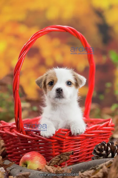 : 80201741 Dog - Jack Russell puppy Jean-Michel Labat : 80201741 Dog - Jack Russell puppy Jean-Michel Labat