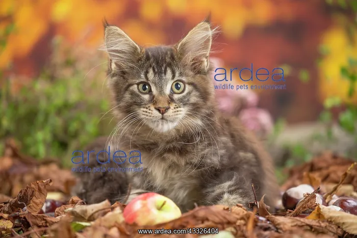 : 80201742 Cat - Maine Coon kitten Jean-Michel Labat : 80201742 Cat - Maine Coon kitten Jean-Michel Labat
