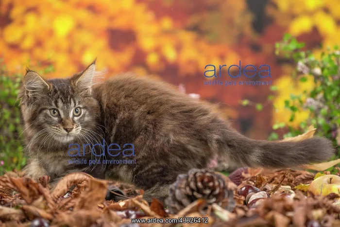 : 80201744 Cat - Maine Coon kitten Jean-Michel Labat : 80201744 Cat - Maine Coon kitten Jean-Michel Labat