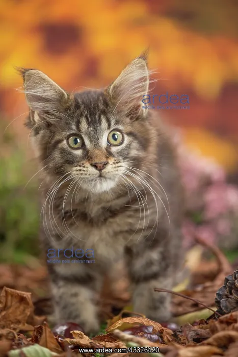 : 80201746 Cat - Maine Coon kitten Jean-Michel Labat : 80201746 Cat - Maine Coon kitten Jean-Michel Labat