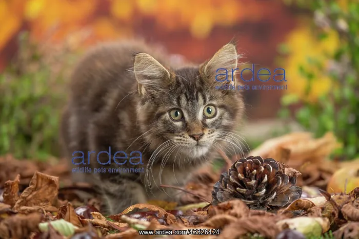 : 80201747 Cat - Maine Coon kitten Jean-Michel Labat : 80201747 Cat - Maine Coon kitten Jean-Michel Labat