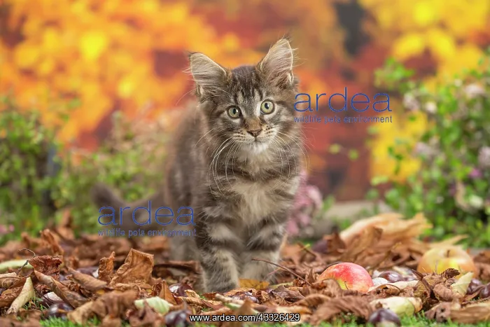 : 80201748 Cat - Maine Coon kitten Jean-Michel Labat : 80201748 Cat - Maine Coon kitten Jean-Michel Labat