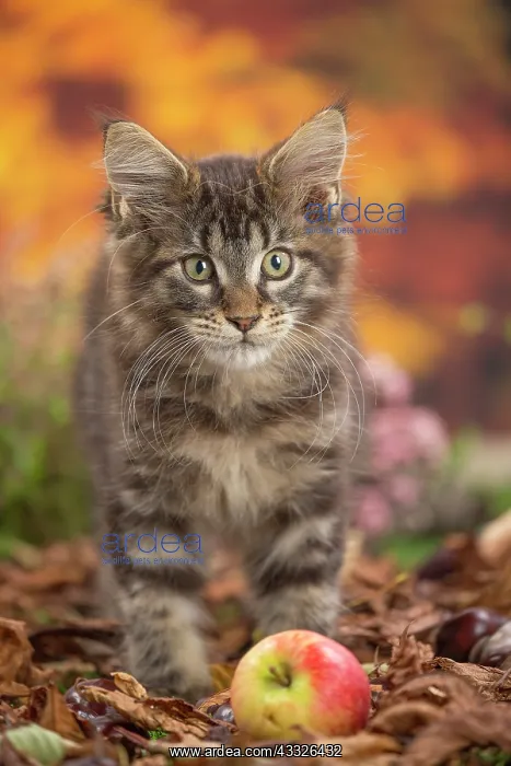 : 80201749 Cat - Maine Coon kitten Jean-Michel Labat : 80201749 Cat - Maine Coon kitten Jean-Michel Labat