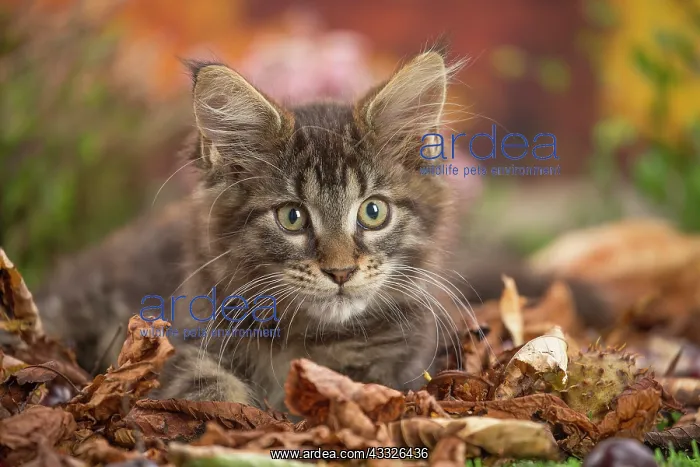 : 80201750 Cat - Maine Coon kitten Jean-Michel Labat : 80201750 Cat - Maine Coon kitten Jean-Michel Labat