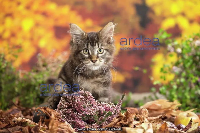 : 80201751 Cat - Maine Coon kitten Jean-Michel Labat : 80201751 Cat - Maine Coon kitten Jean-Michel Labat