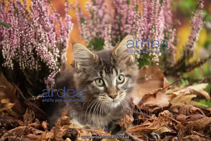 : 80201752 Cat - Maine Coon kitten Jean-Michel Labat : 80201752 Cat - Maine Coon kitten Jean-Michel Labat