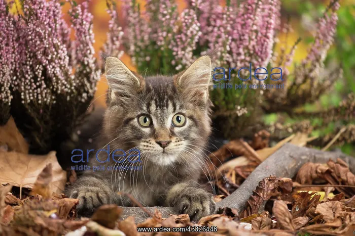 : 80201753 Cat - Maine Coon kitten Jean-Michel Labat : 80201753 Cat - Maine Coon kitten Jean-Michel Labat