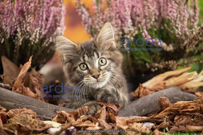 : 80201754 Cat - Maine Coon kitten Jean-Michel Labat : 80201754 Cat - Maine Coon kitten Jean-Michel Labat